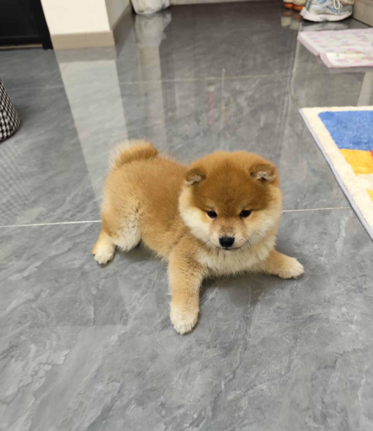 性格独立，爱干净，柴犬的表情笑起来有点贱贱的，在家中可以给你增添生活乐趣